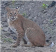 A bobcat spotted in the Merrimack Valley