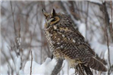 Photo of a Long-Eared Owl Taken in the Area