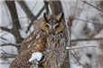 Photo of a Long-Eared Owl Taken in the Area