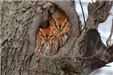Red Screech Owls