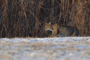 Methuen Resident's Photo of a Coyote in Methuen